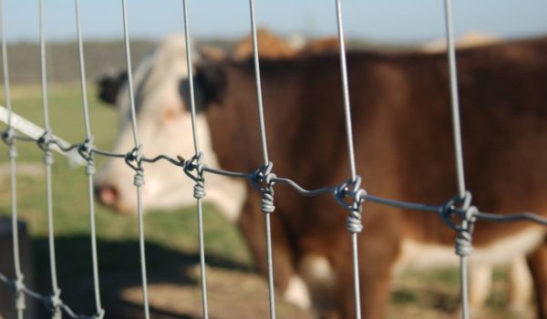 Wire Fencing with Cattle